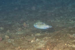 Image of Brown-lined Puffer