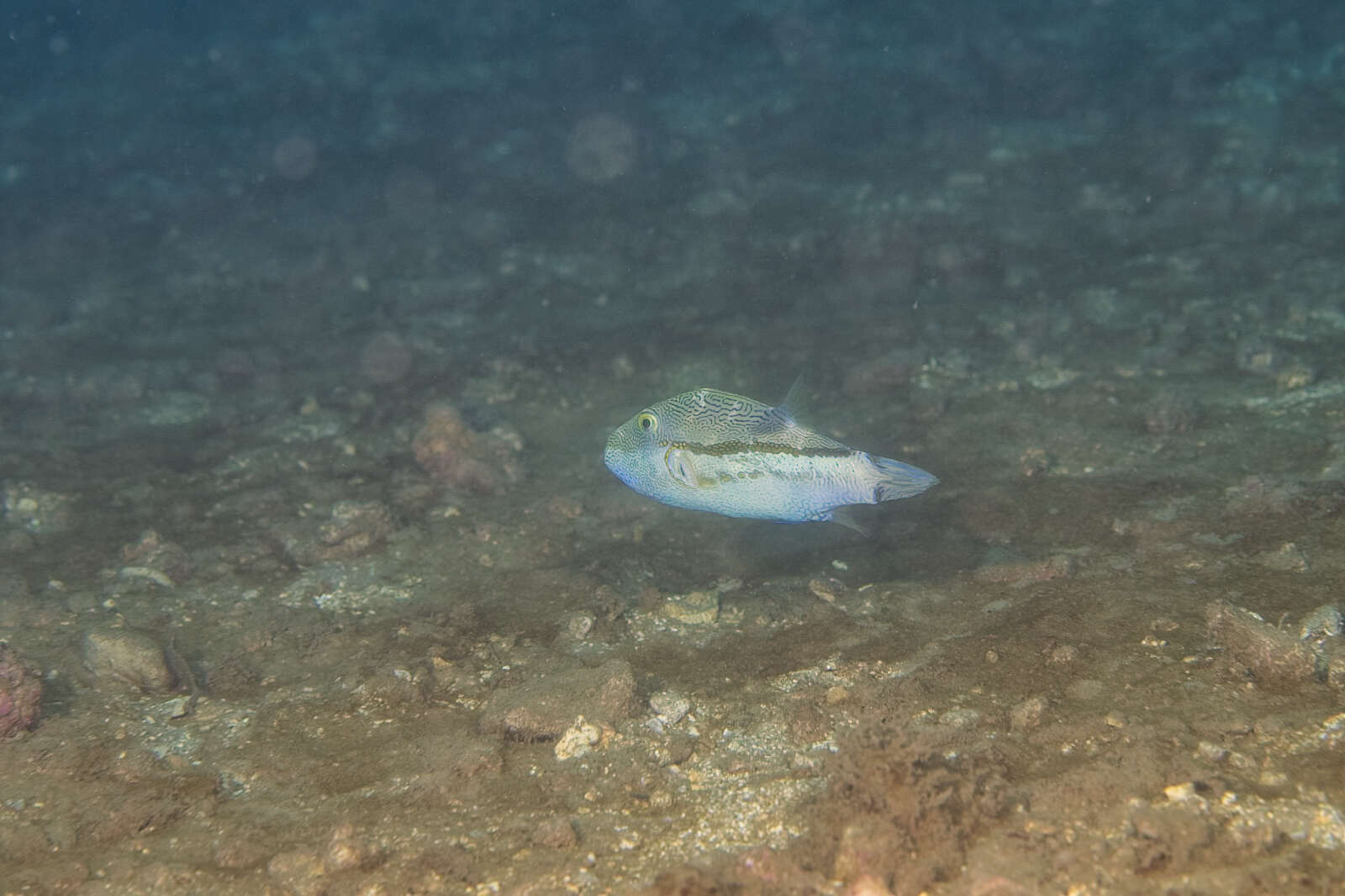 Image of Brown-lined Puffer