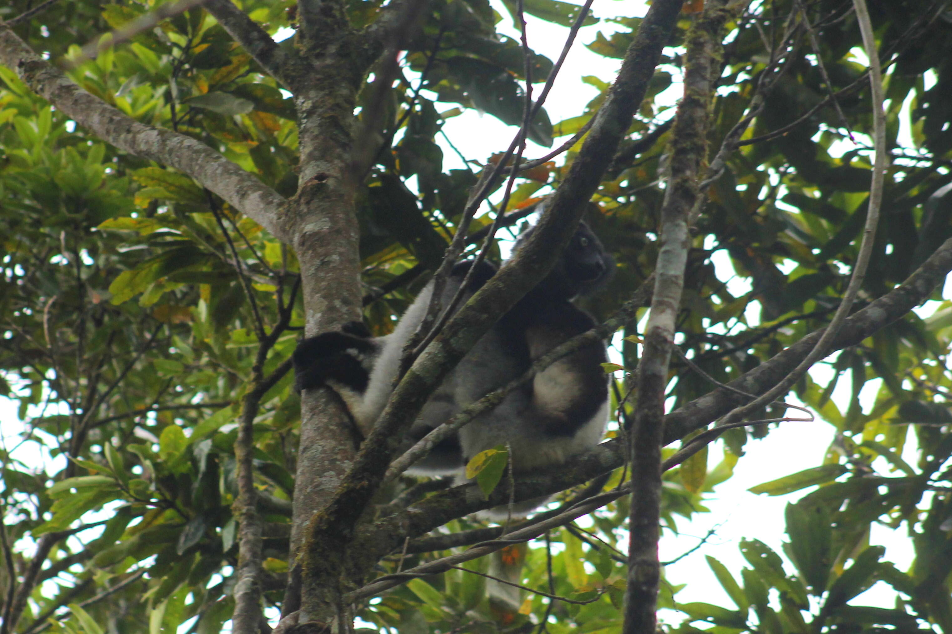 صورة Indri É. Geoffroy Saint-Hilaire & G. Cuvier 1796