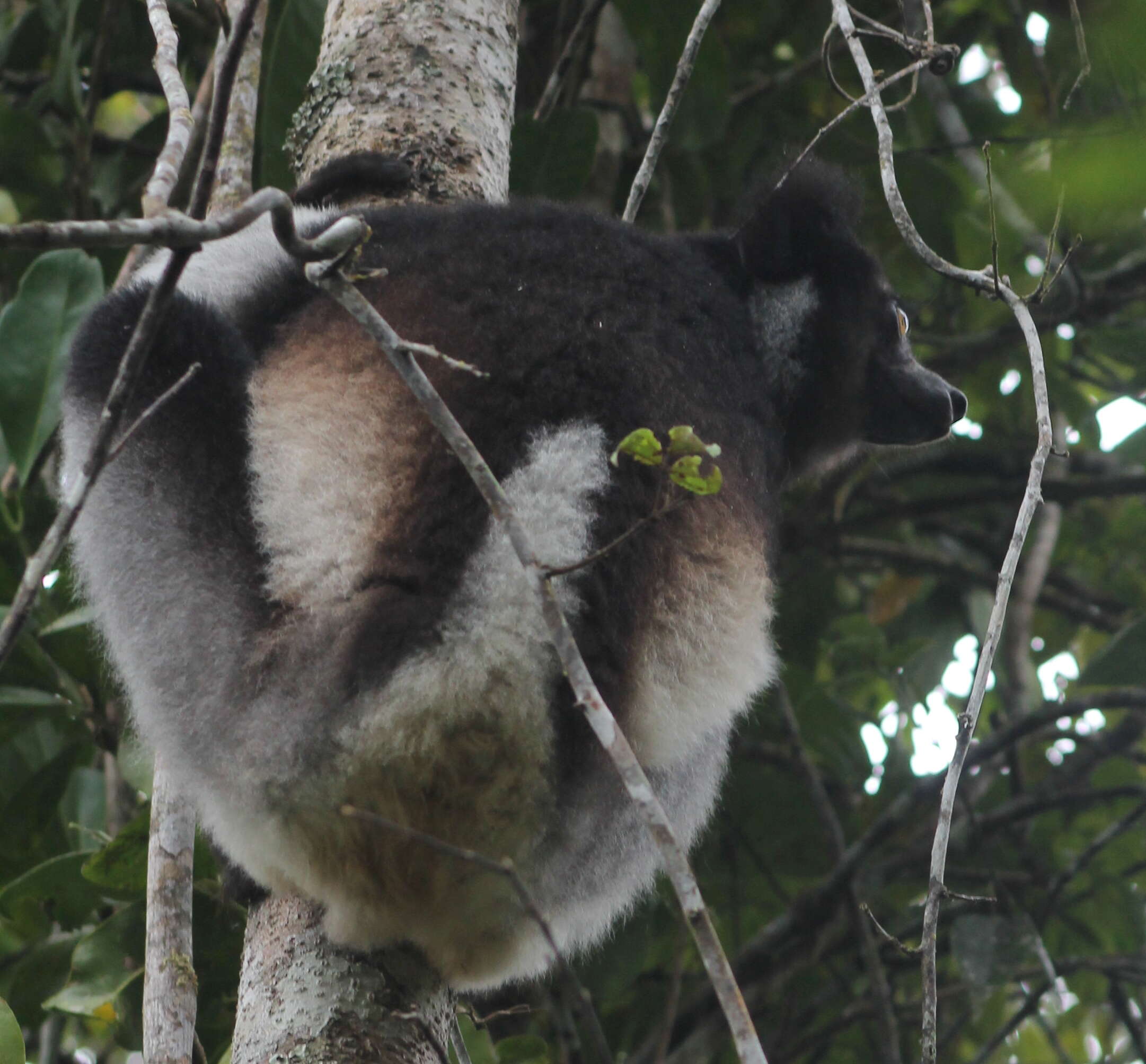 صورة Indri É. Geoffroy Saint-Hilaire & G. Cuvier 1796