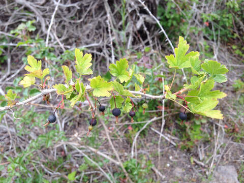 Image of straggly gooseberry