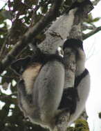 Image of indri