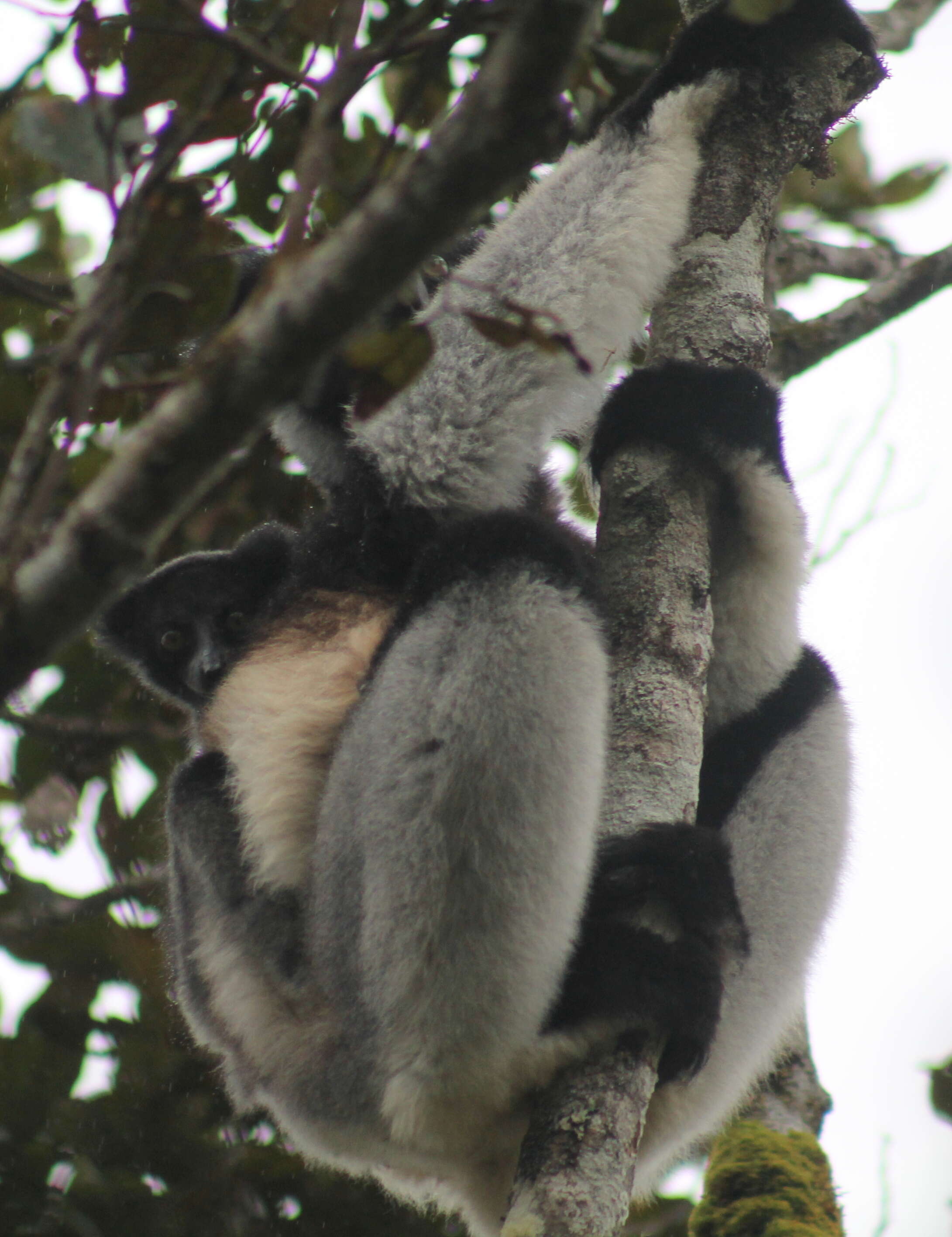 صورة Indri É. Geoffroy Saint-Hilaire & G. Cuvier 1796