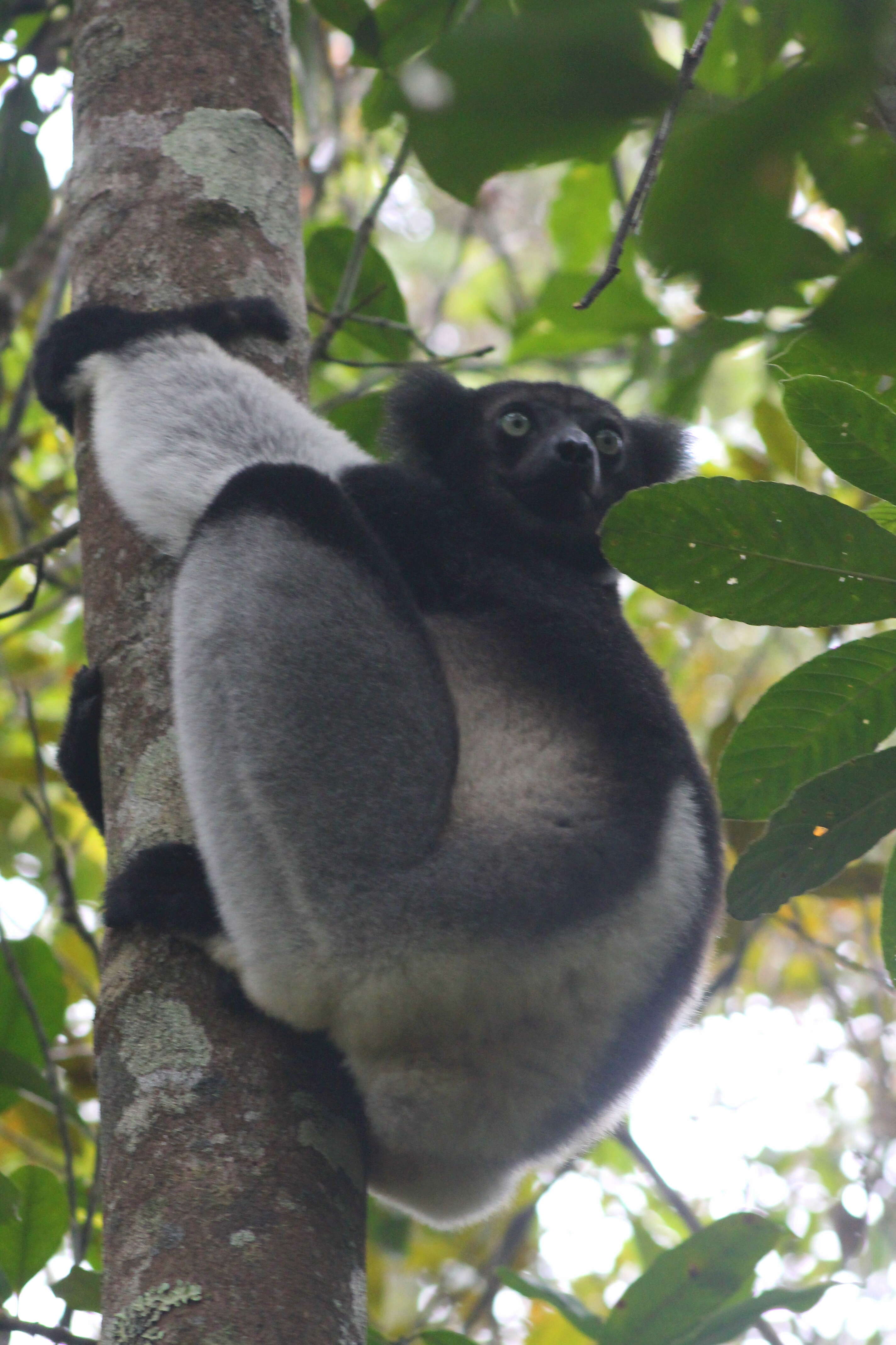 صورة Indri É. Geoffroy Saint-Hilaire & G. Cuvier 1796