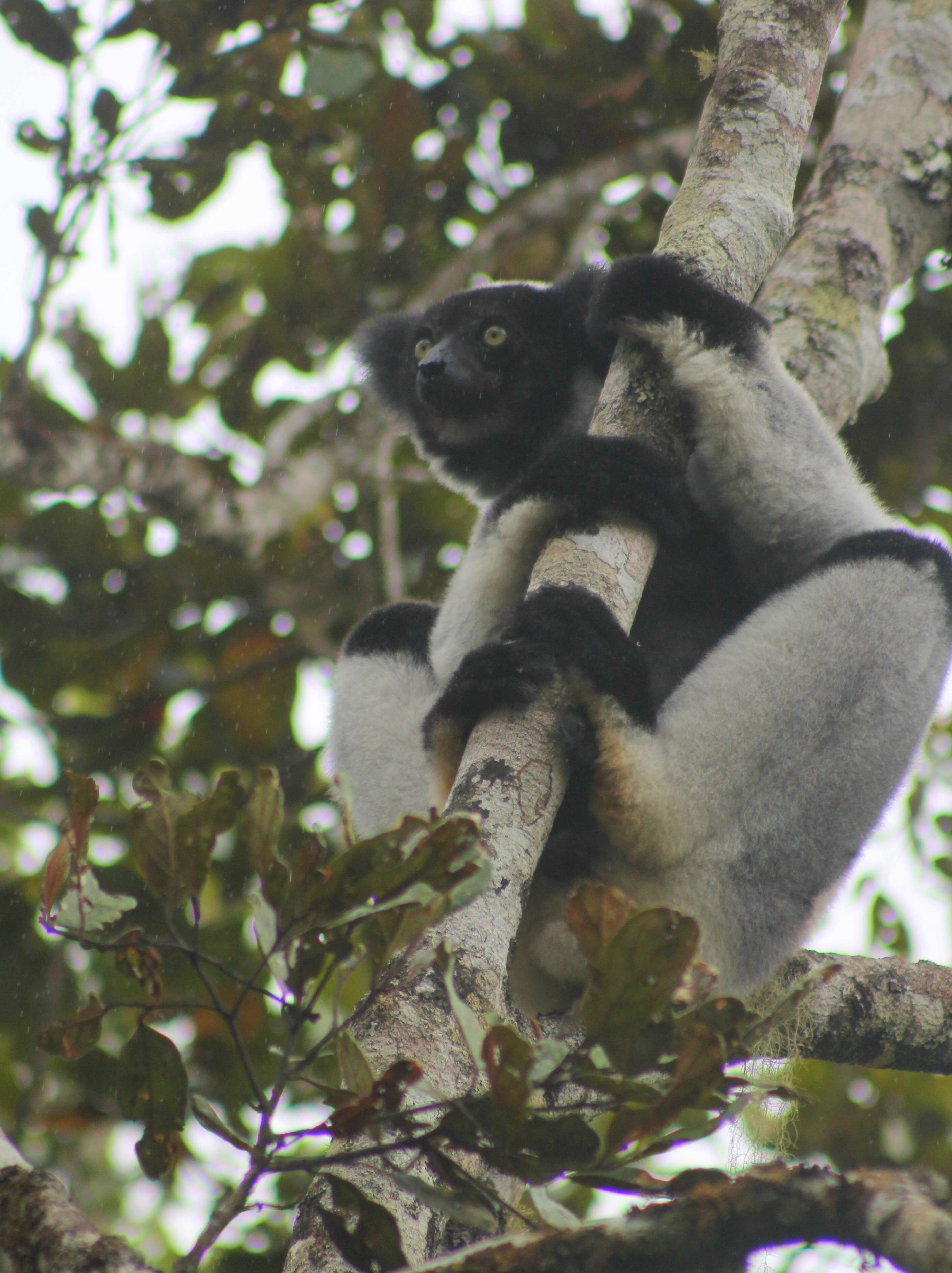 صورة Indri É. Geoffroy Saint-Hilaire & G. Cuvier 1796