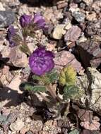 Image of calthaleaf phacelia