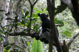 صورة Indri É. Geoffroy Saint-Hilaire & G. Cuvier 1796