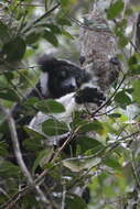 صورة Indri É. Geoffroy Saint-Hilaire & G. Cuvier 1796