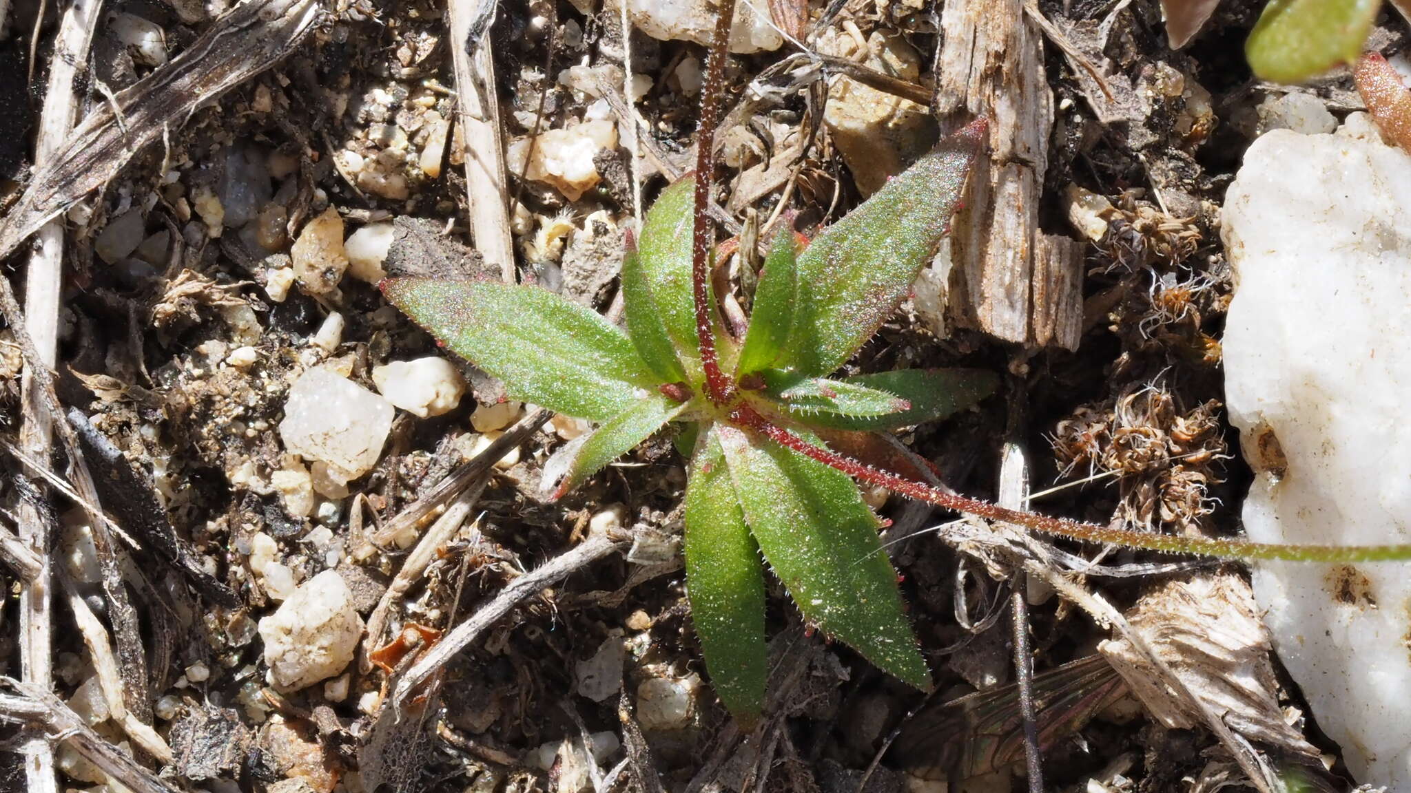 Plancia ëd Androsace elongata subsp. acuta (Greene) G. T. Robbins