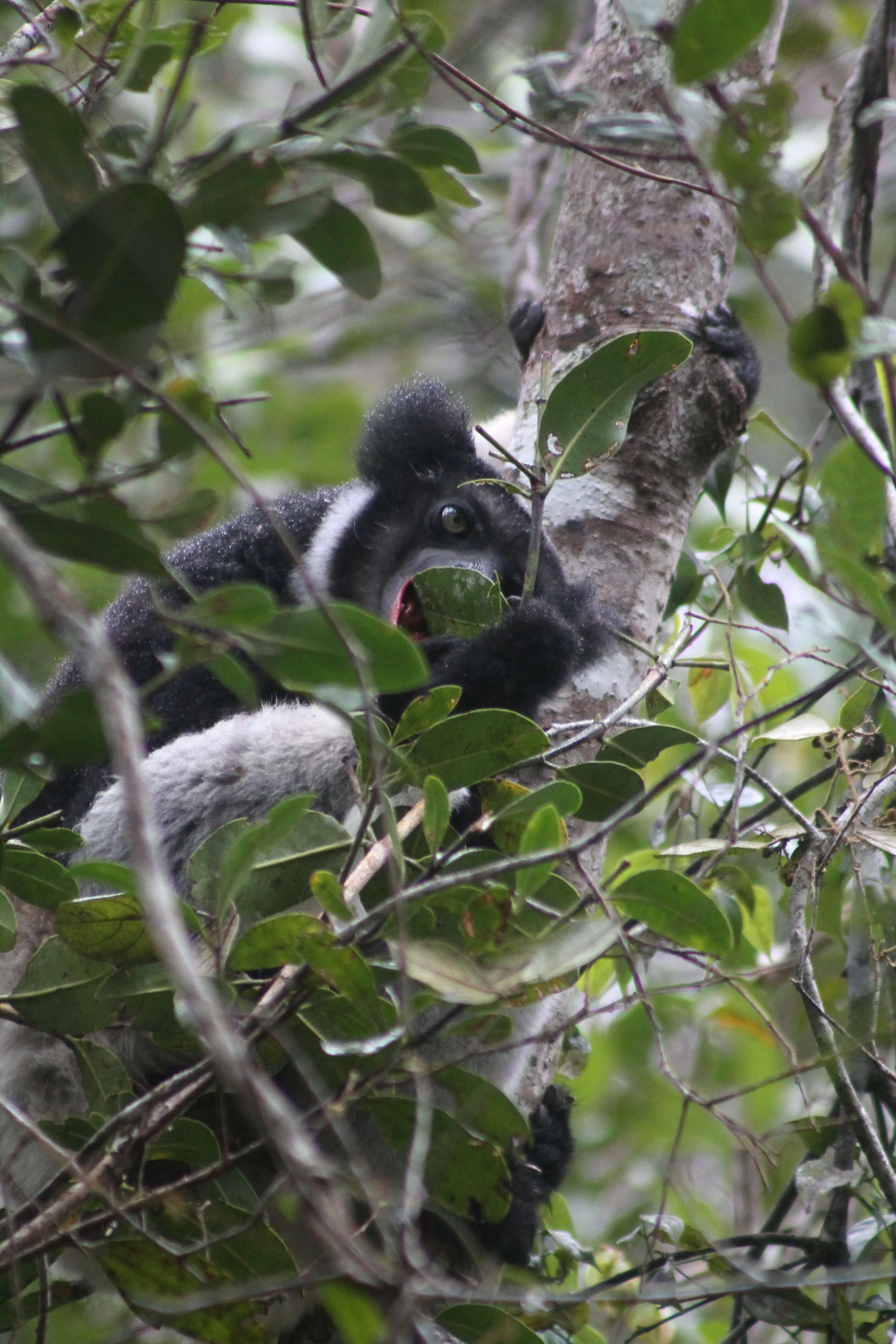 صورة Indri É. Geoffroy Saint-Hilaire & G. Cuvier 1796