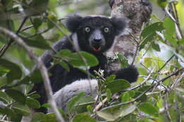 صورة Indri É. Geoffroy Saint-Hilaire & G. Cuvier 1796