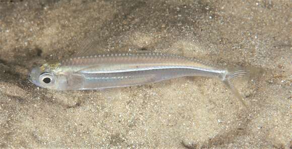 Image of Common hardyhead