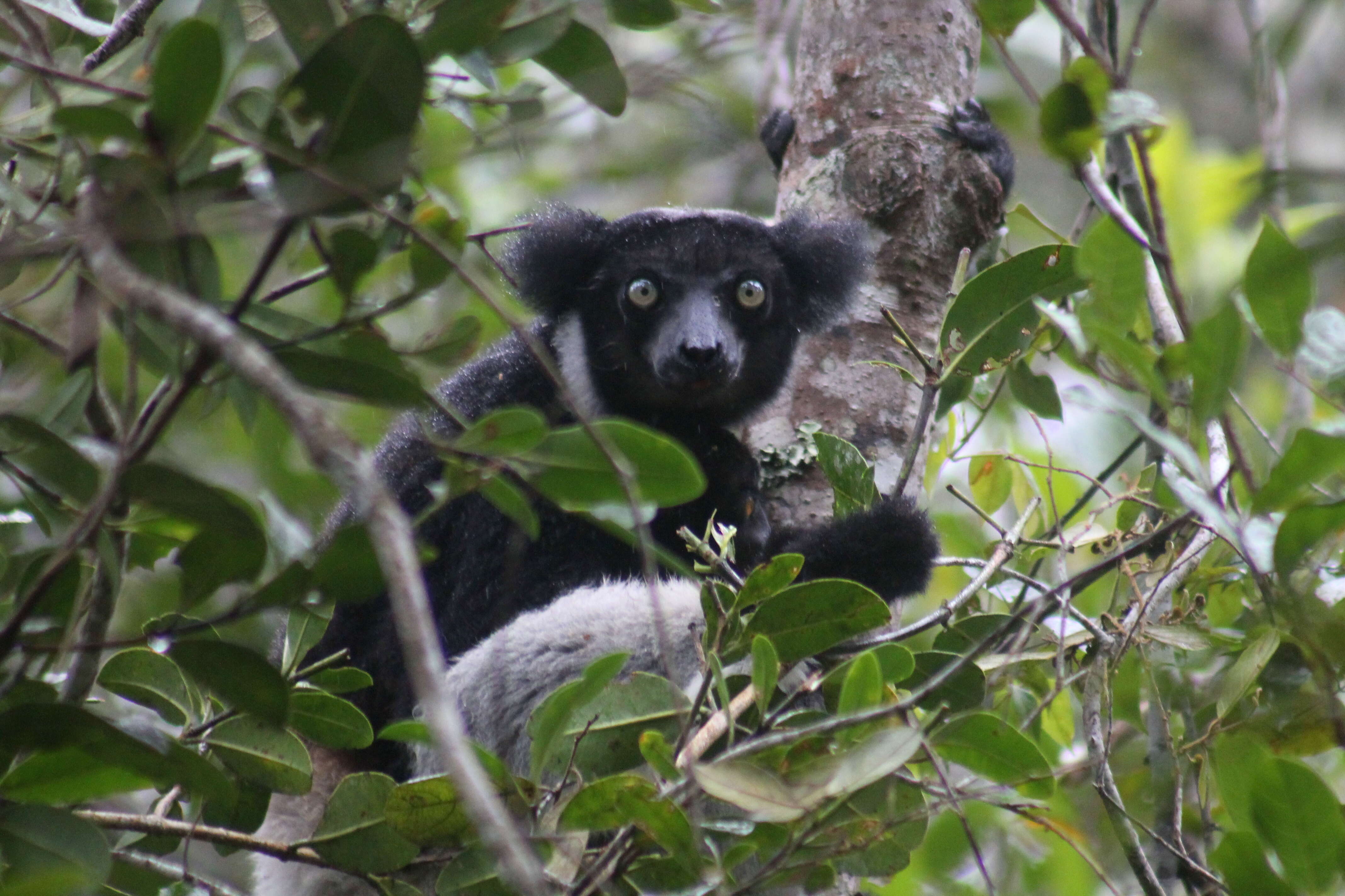 Image of indri