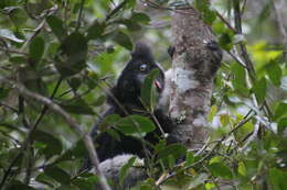 صورة Indri É. Geoffroy Saint-Hilaire & G. Cuvier 1796