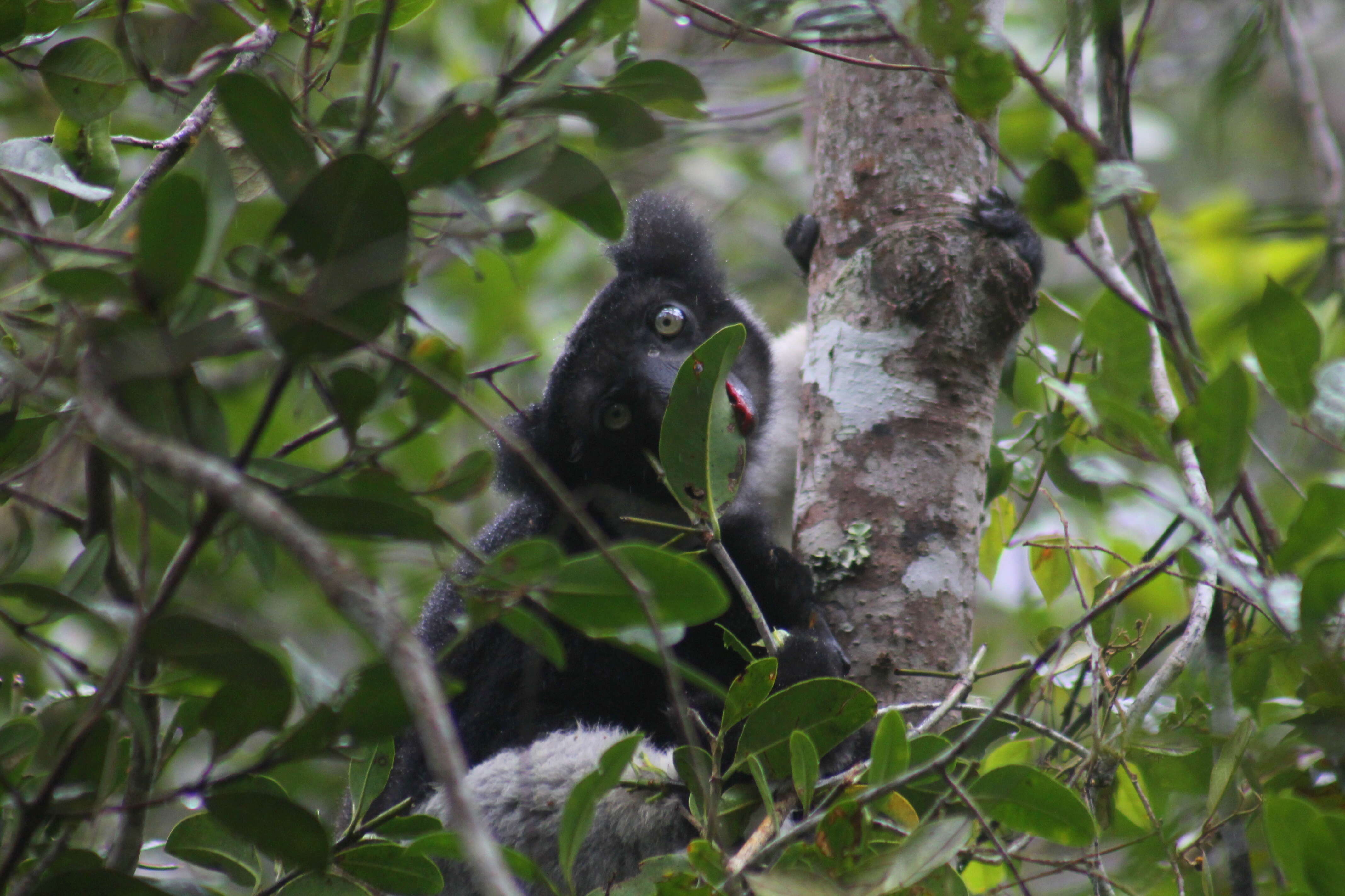 Image of indri