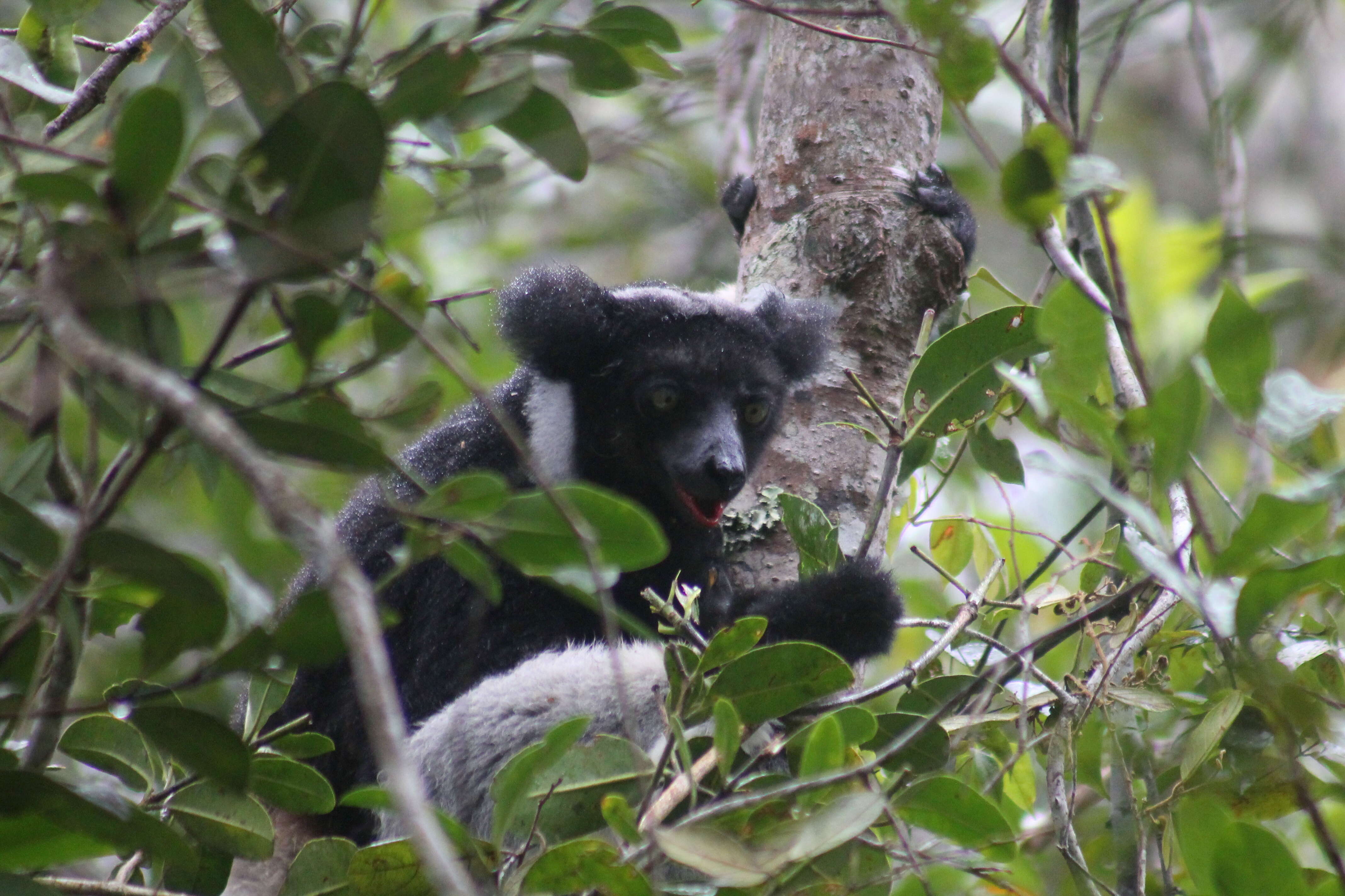 صورة Indri É. Geoffroy Saint-Hilaire & G. Cuvier 1796