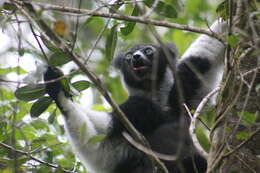 صورة Indri É. Geoffroy Saint-Hilaire & G. Cuvier 1796