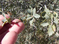 Image of Desert Scrub Oak