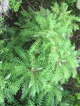 Imagem de Sonchus palmensis (Sch. Bip.) Boulos