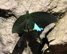 Image of Papilio paris Linnaeus 1758