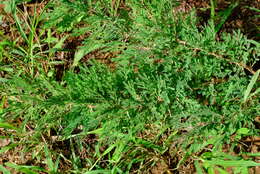 Image of Grey-haired acacia