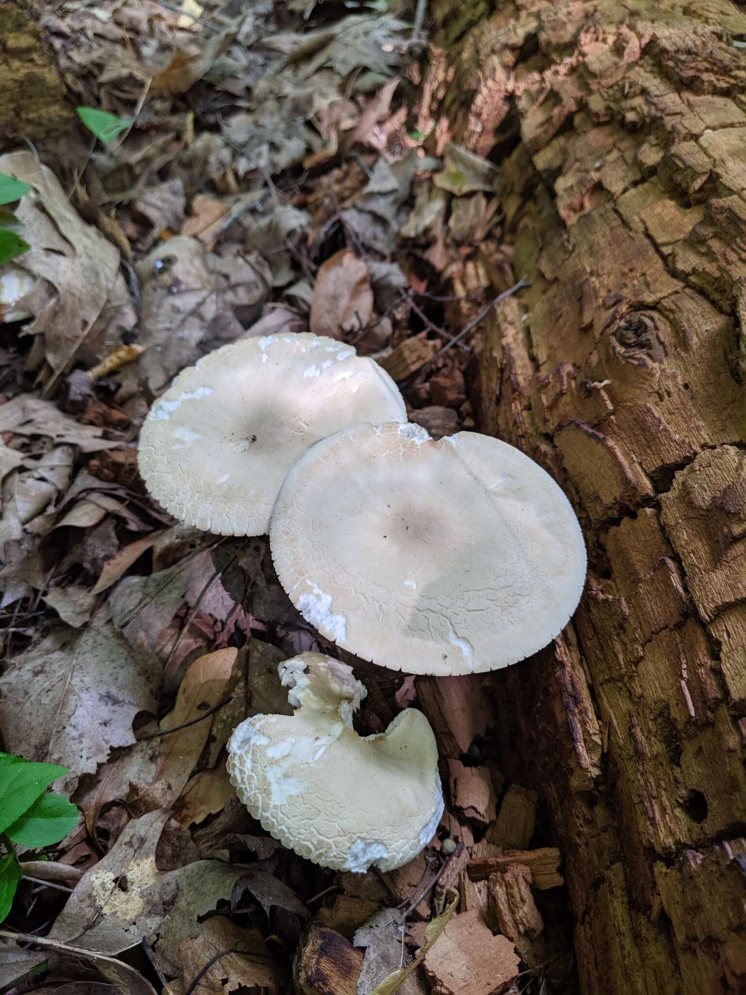 Image de Collybia alboflavida (Peck) Kauffman 1923