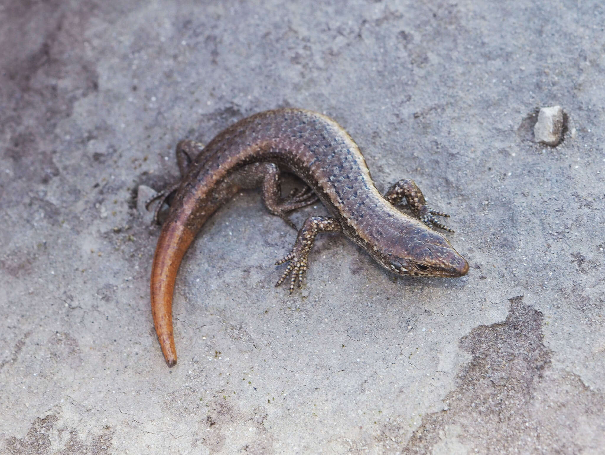 Image of Shore skink