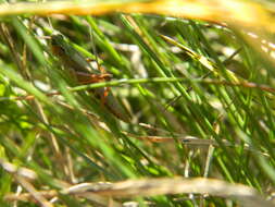 Image of Pseudochorthippus curtipennis curtipennis (Harris & T. W. 1835)