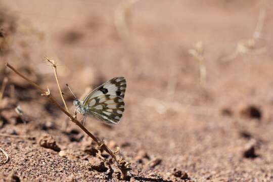 Image of Desert white