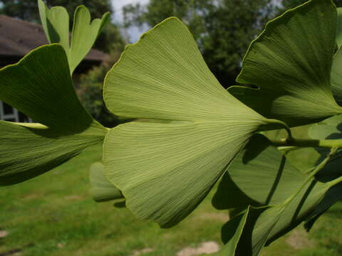 Image of Ginkgoopsida