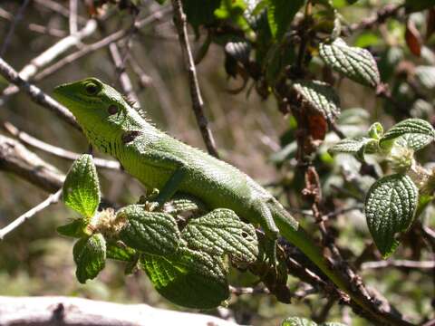 Image of Black-cheek lizard