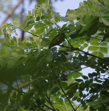 Image of Vanuatu White-eye