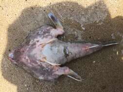 Image of Brazilian batfish