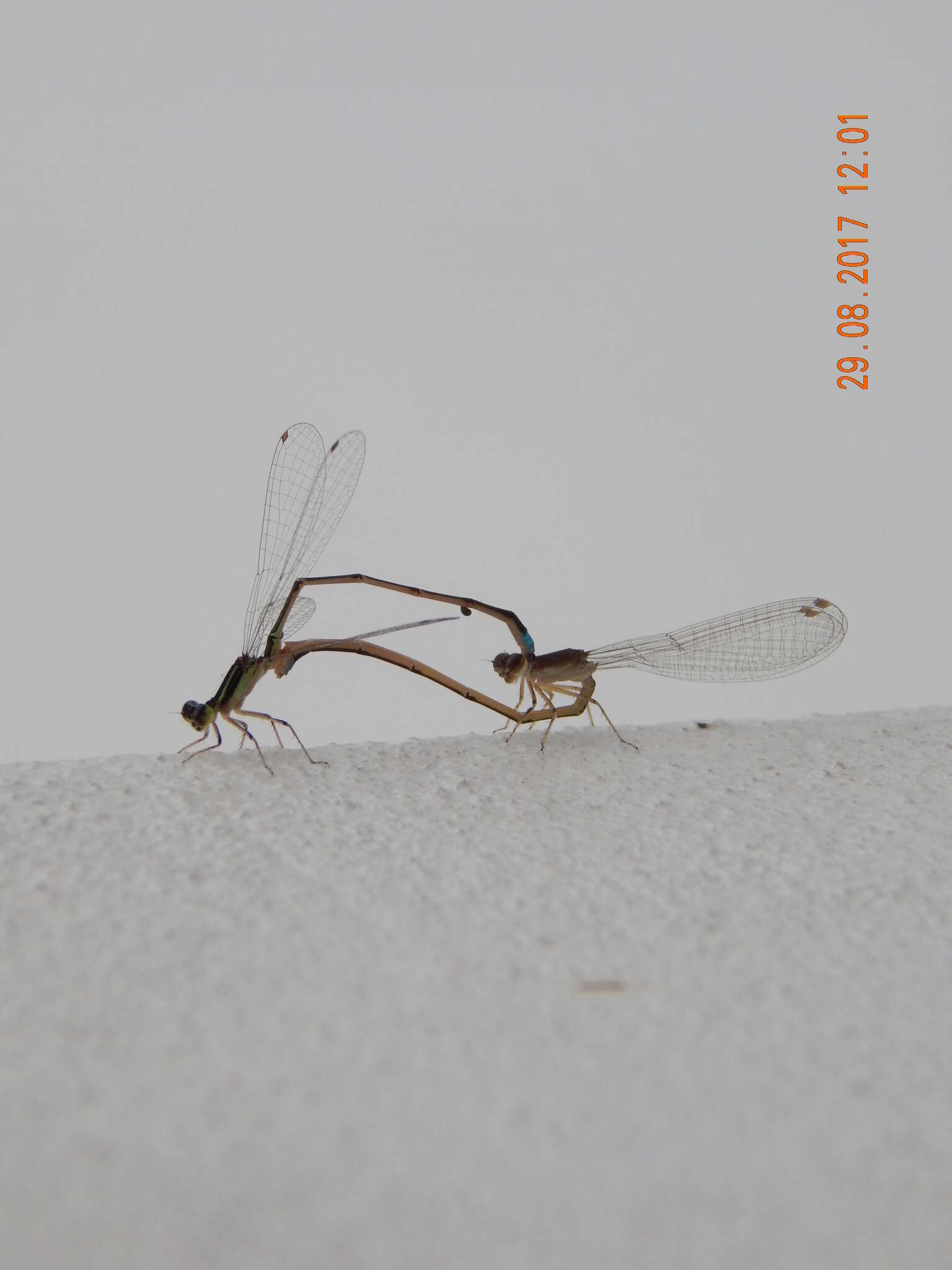 Image of Argentagrion ambiguum (Ris 1904)