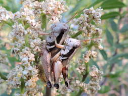 Image of Melanoplus flabellatus (Scudder & S. H. 1878)