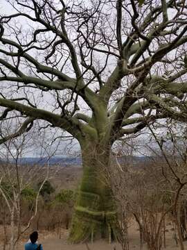 Image of Ceiba trischistandra (A. Gray) Bakhuisen