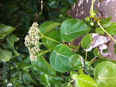 Imagem de Hernandia nymphaeifolia (Presl) Kubitzki