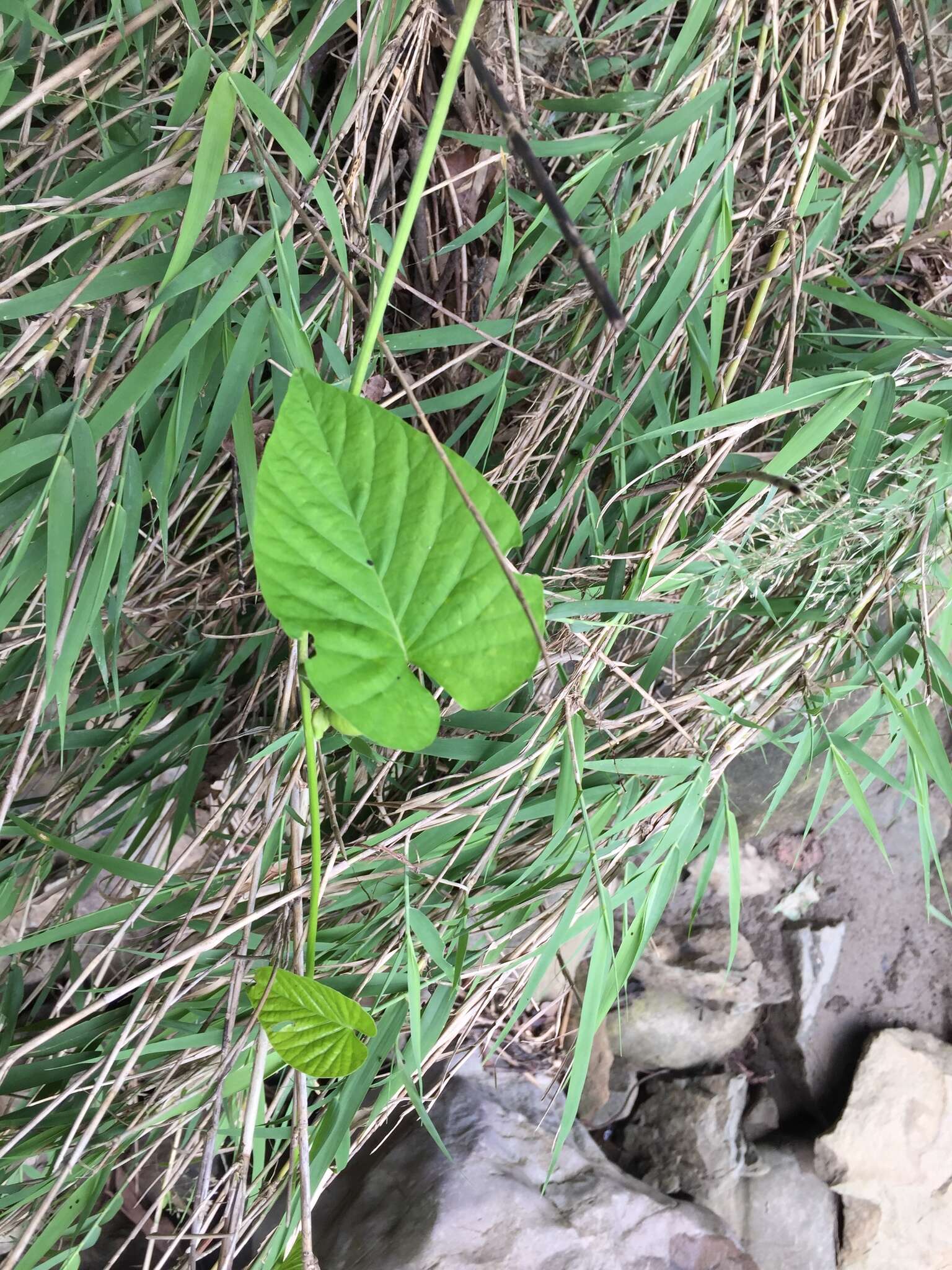 صورة Stictocardia tiliifolia (Desr.) Hall. fil.