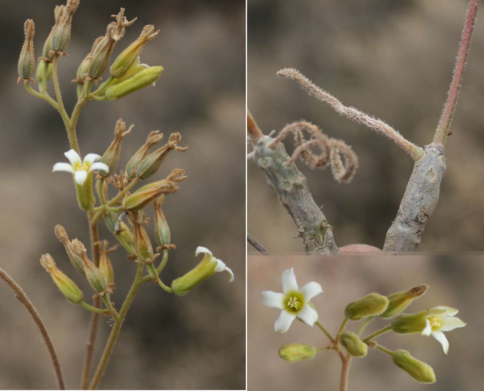 Imagem de Tylecodon leucothrix (C. A. Smith) H. Tölken