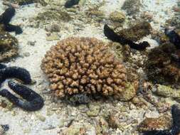 Sivun Pocillopora damicornis (Linnaeus 1758) kuva