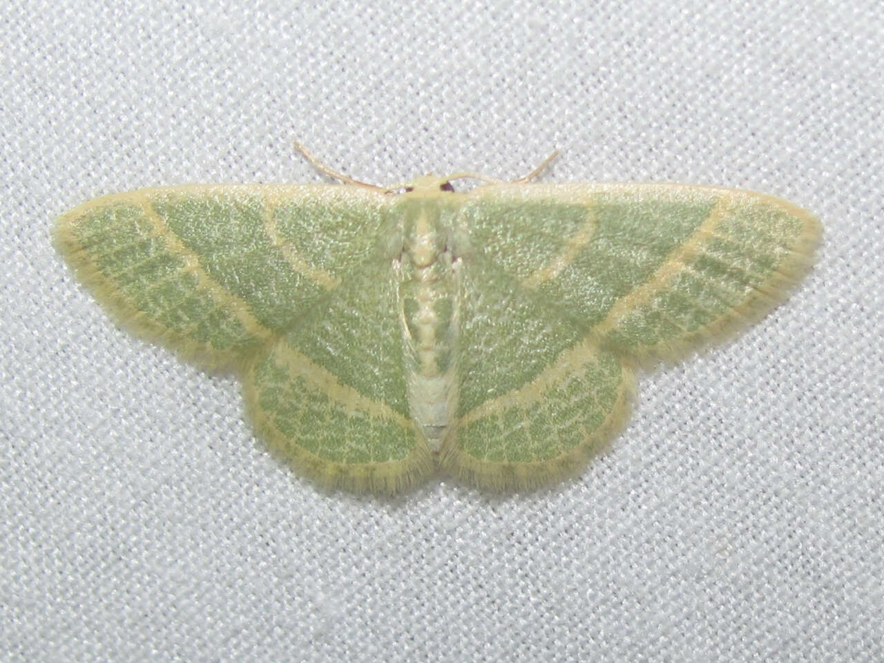 Image of Blackberry Looper Moth