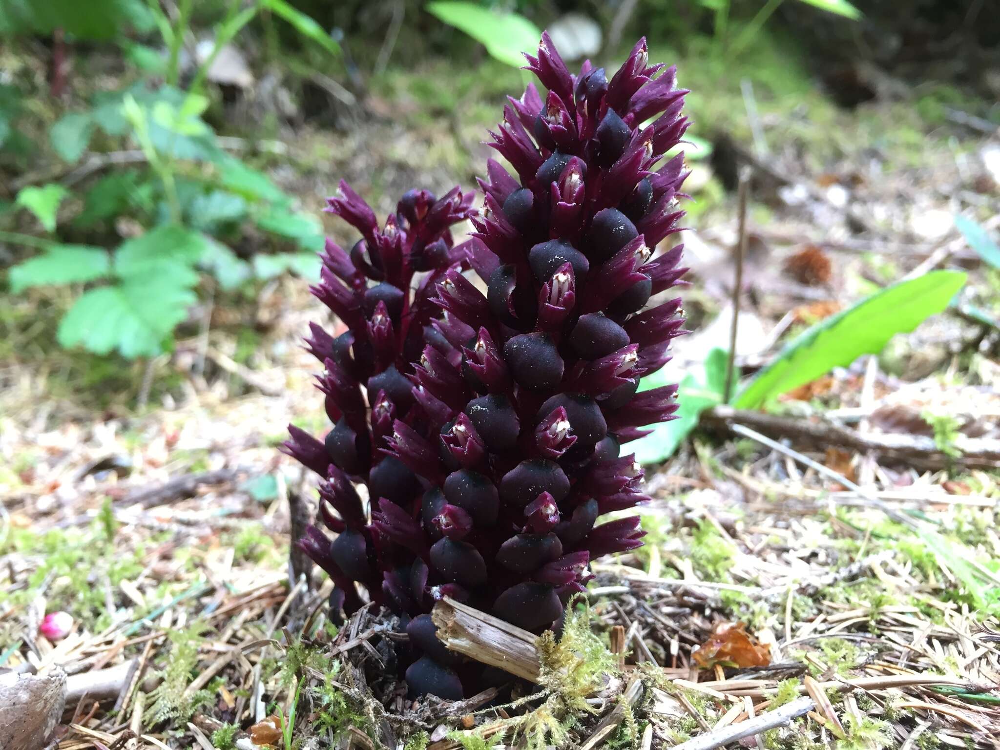 Image of Vancouver groundcone