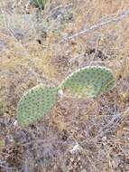 Opuntia comonduensis resmi