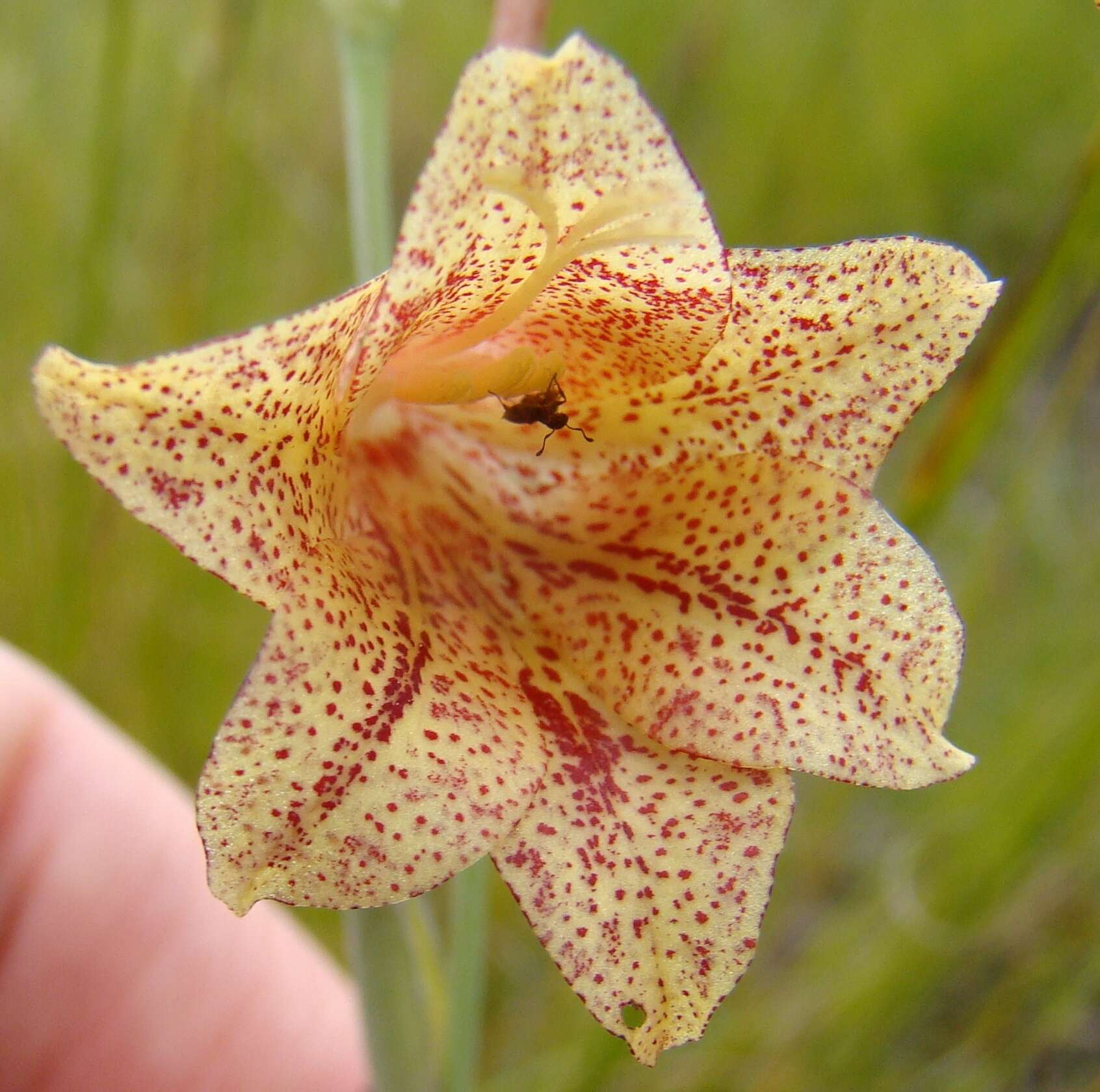 Слика од Gladiolus emiliae L. Bolus