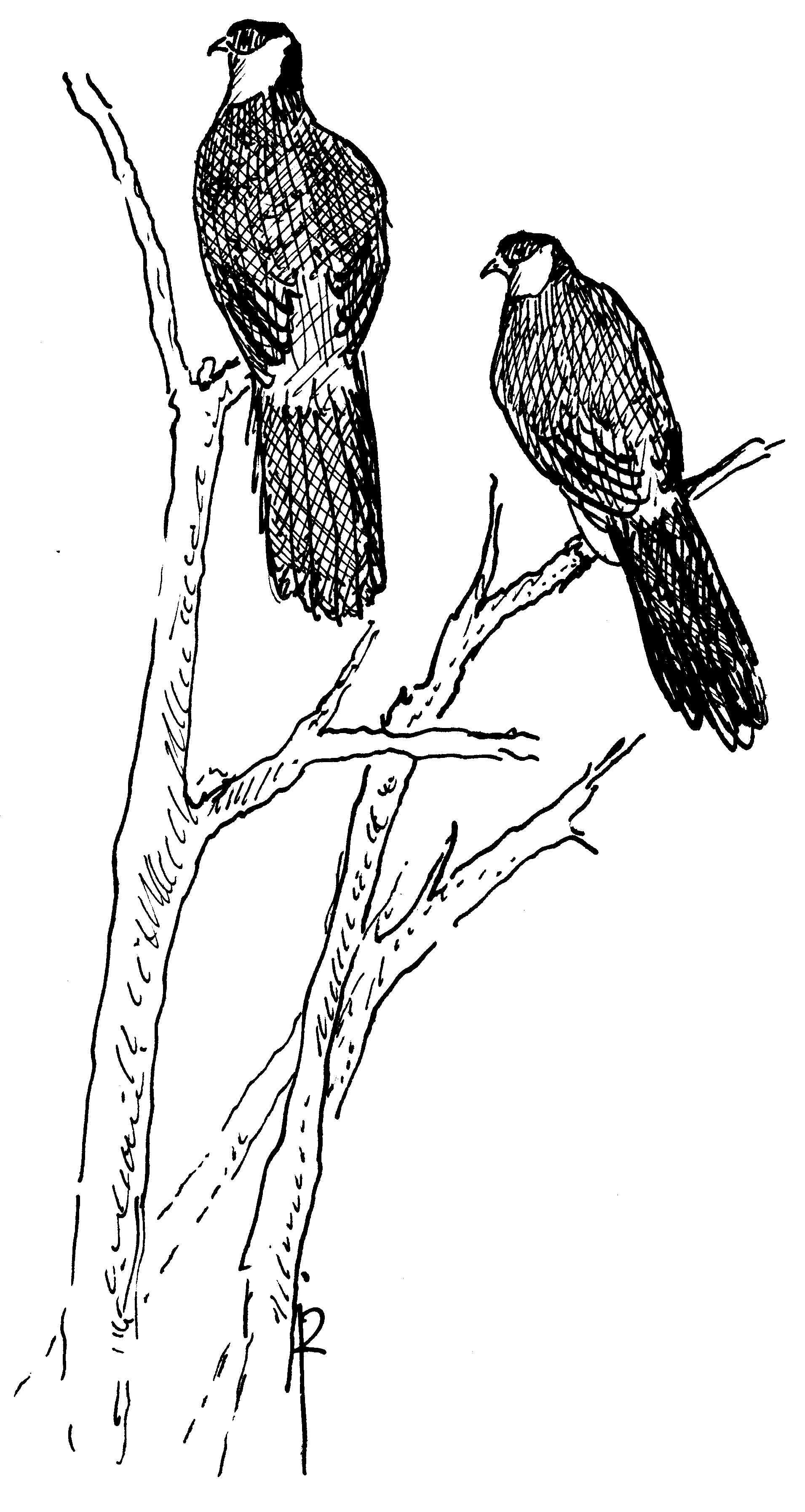 Image of Crossoptilon Hodgson 1838