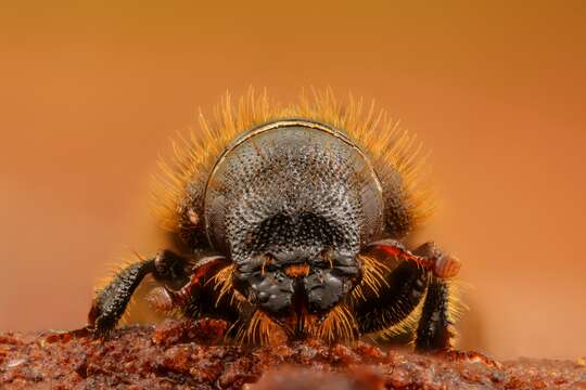 Image of European spruce beetle