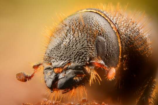 Image of European spruce beetle