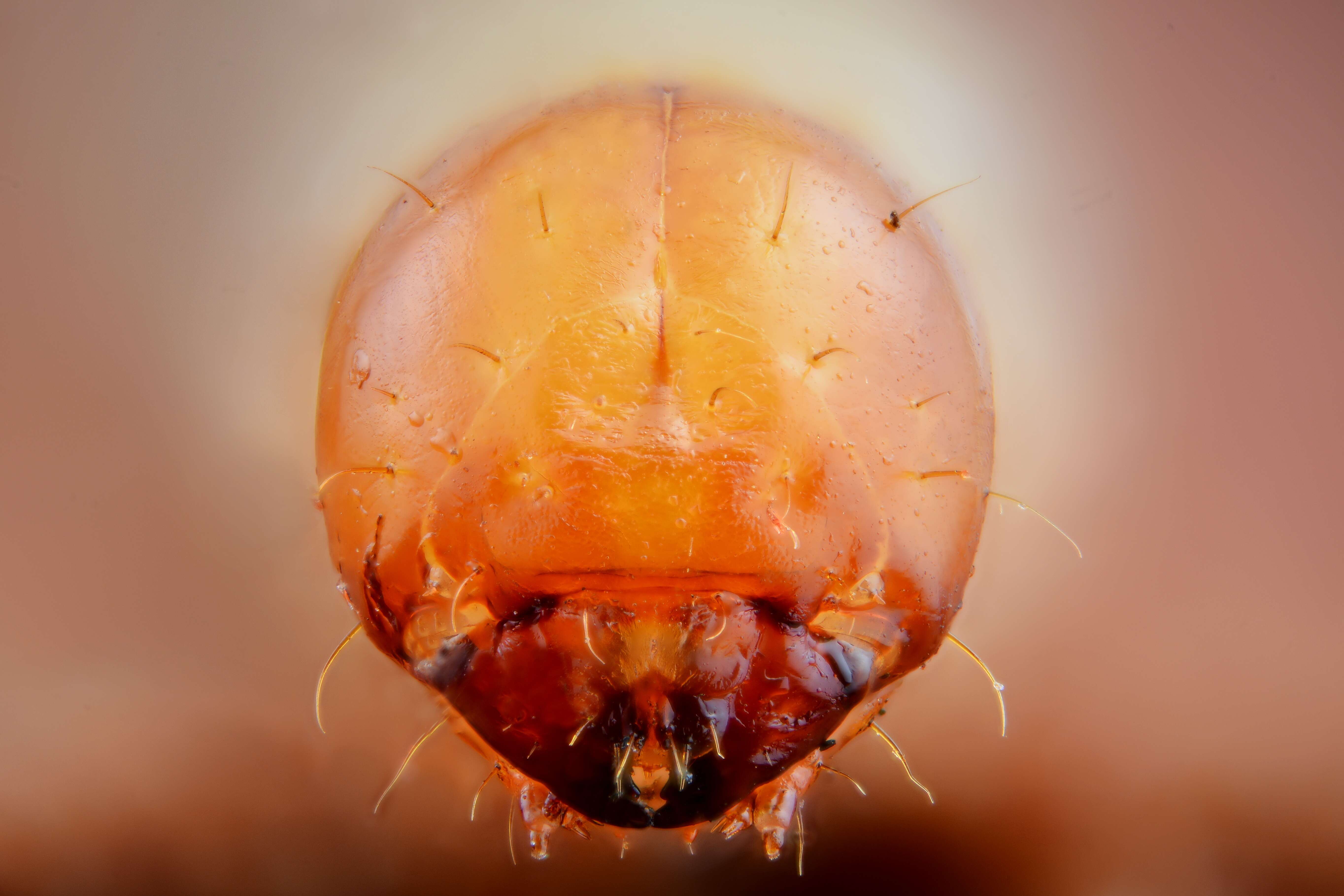 Image of European spruce beetle