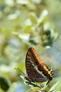 Image of Two-tailed Pasha