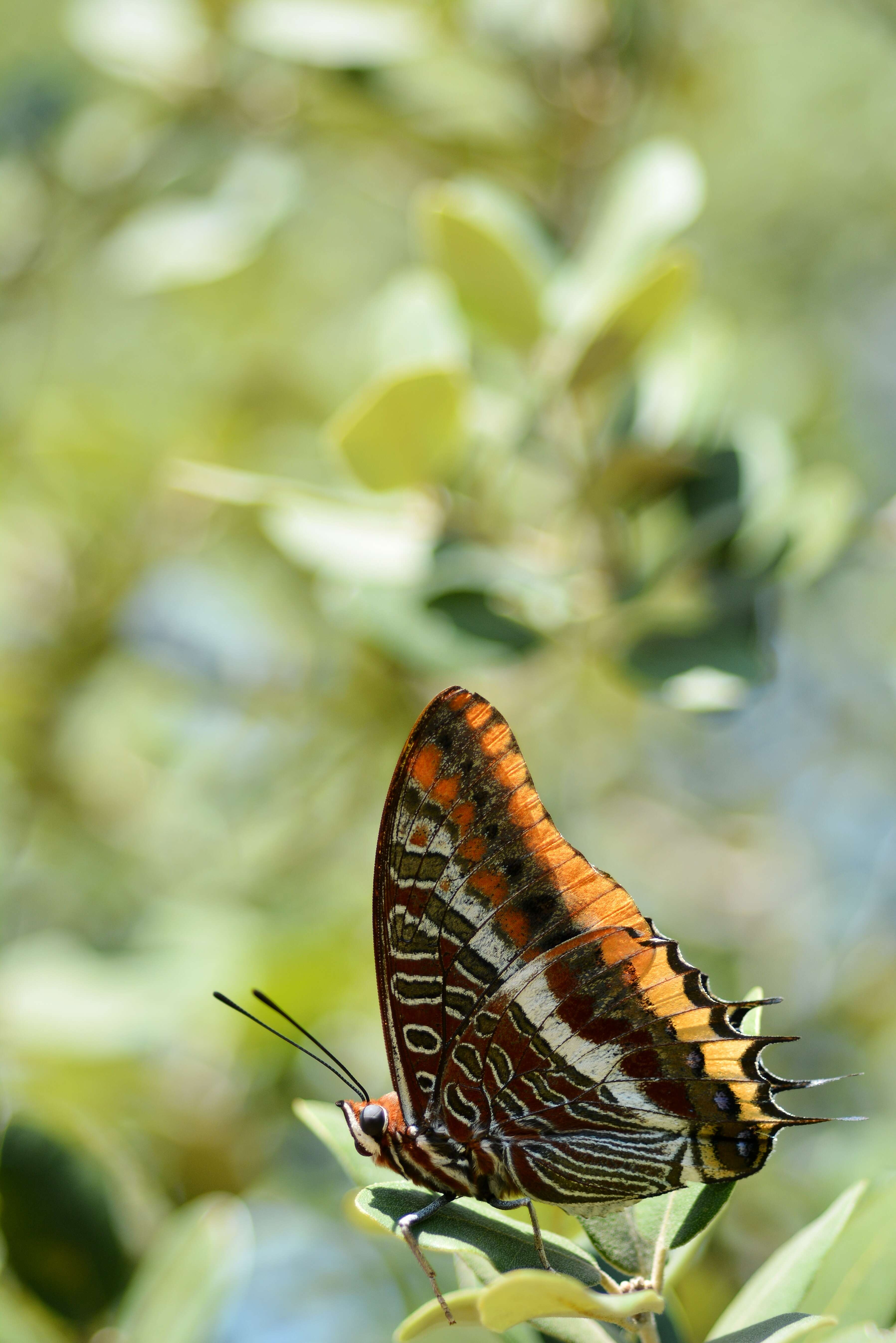 Image of Two-tailed Pasha